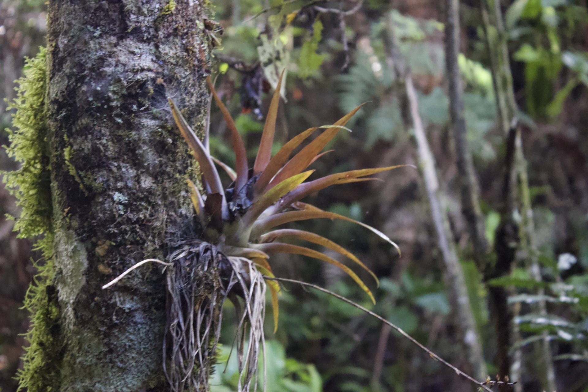 Flora and Fauna on the Inca Trail