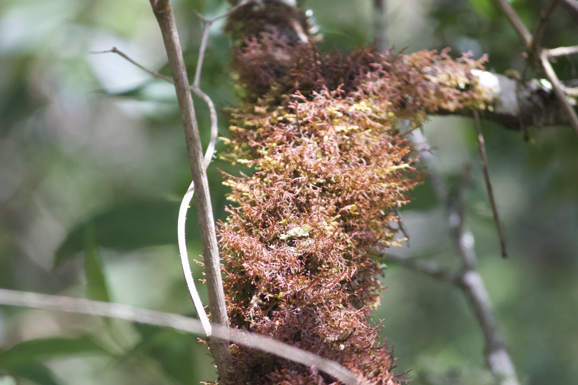 Flora and Fauna on the Inca Trail