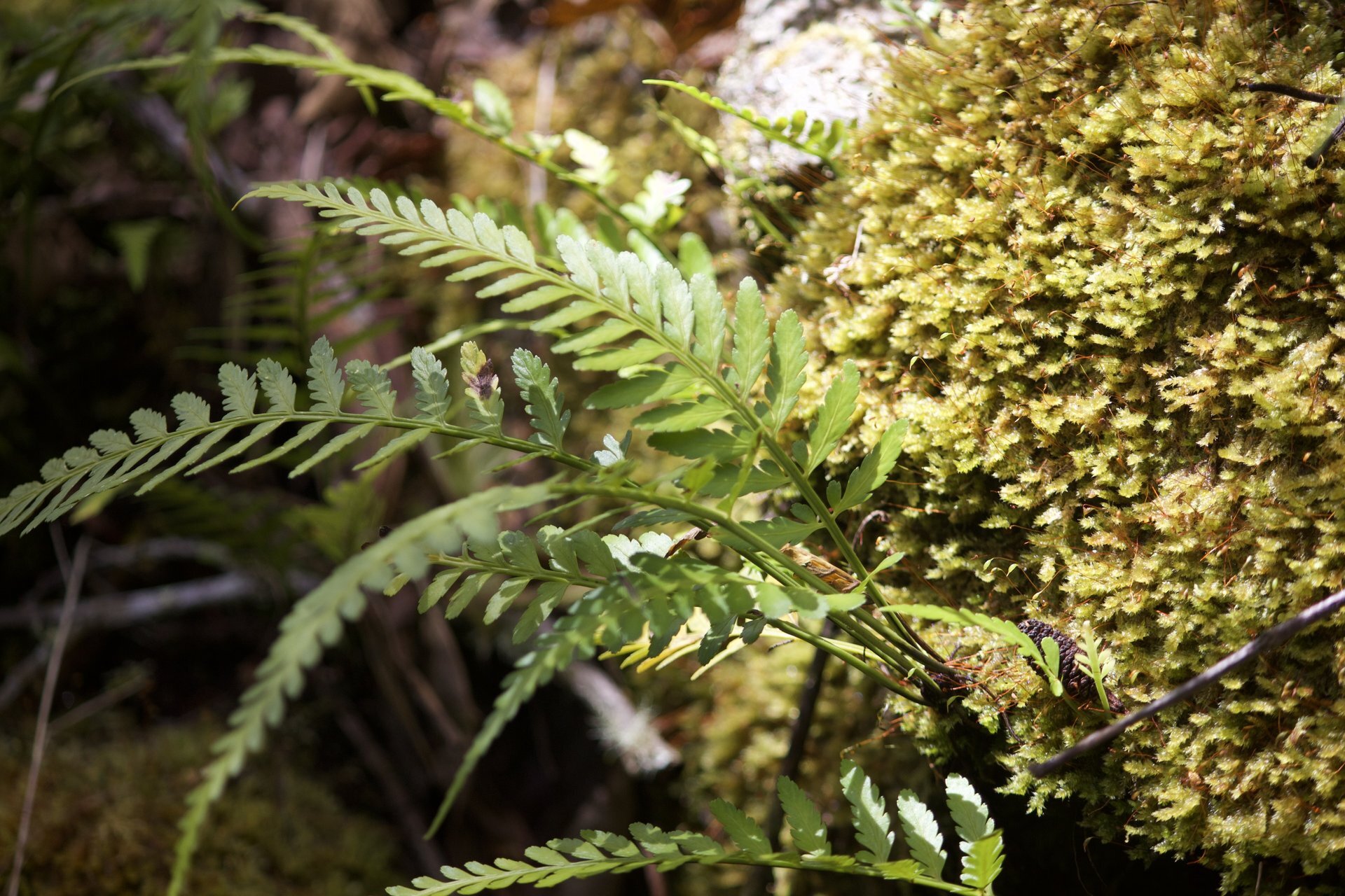 Flora and Fauna on the Inca Trail