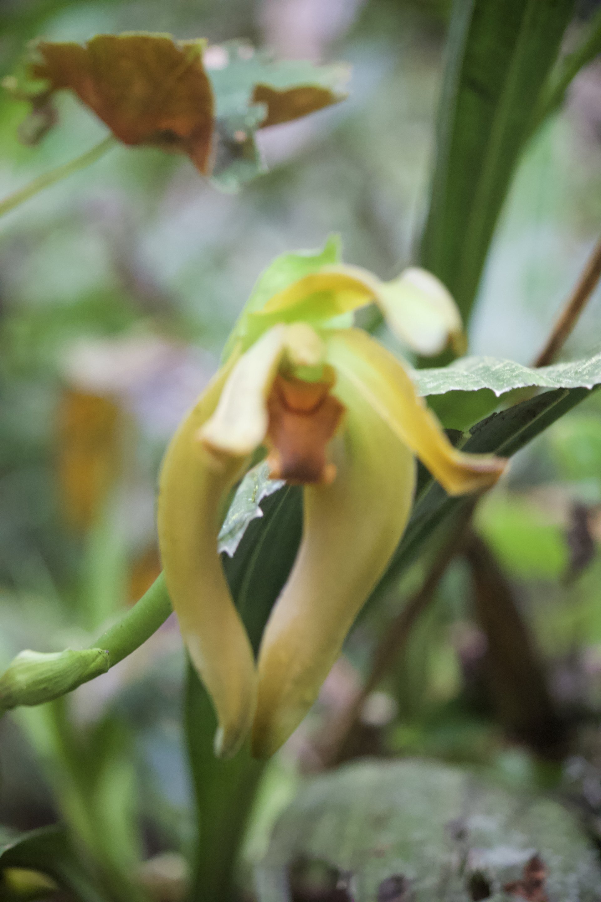 Flora and Fauna on the Inca Trail