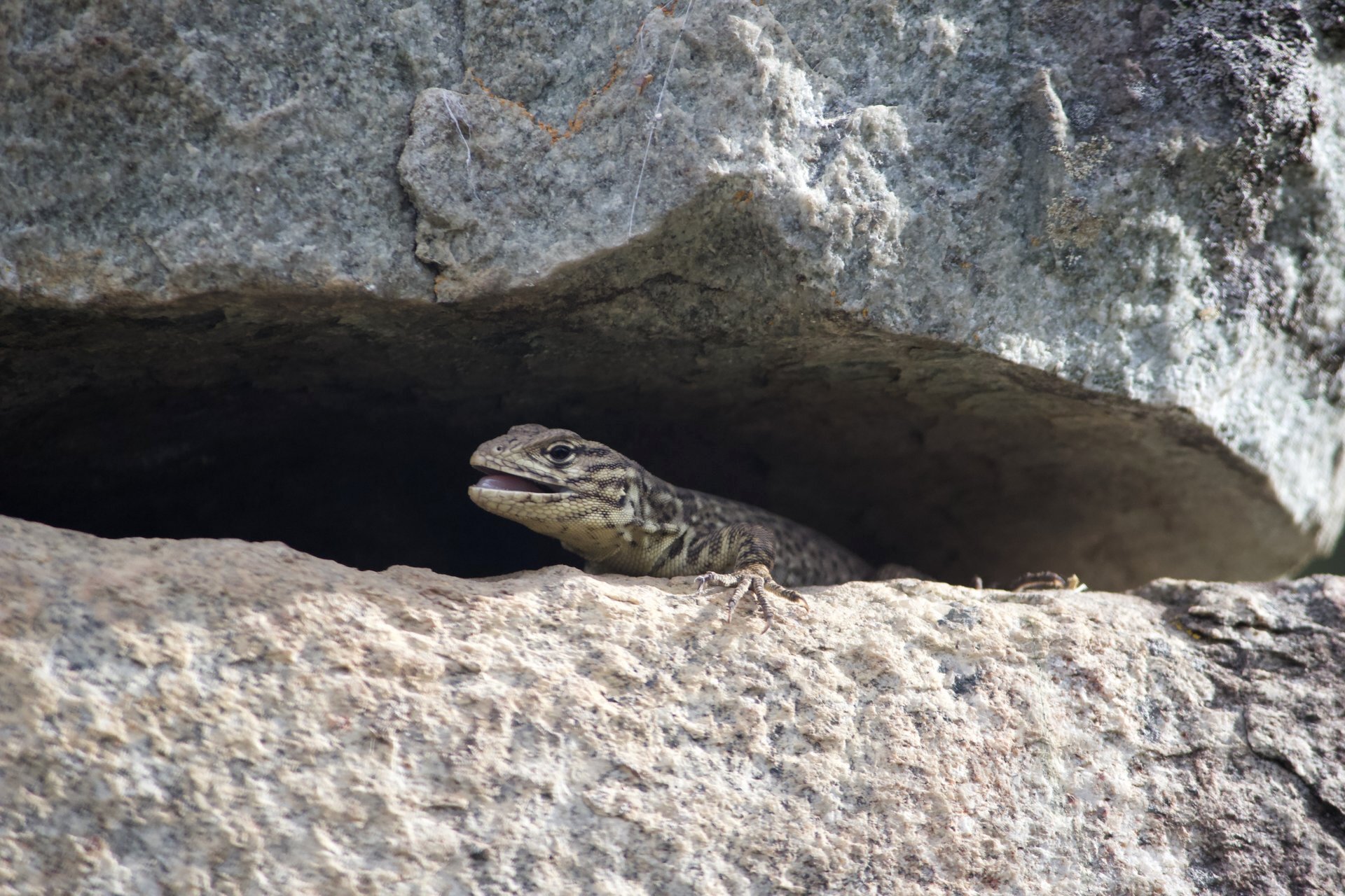 Flora and Fauna on the Inca Trail