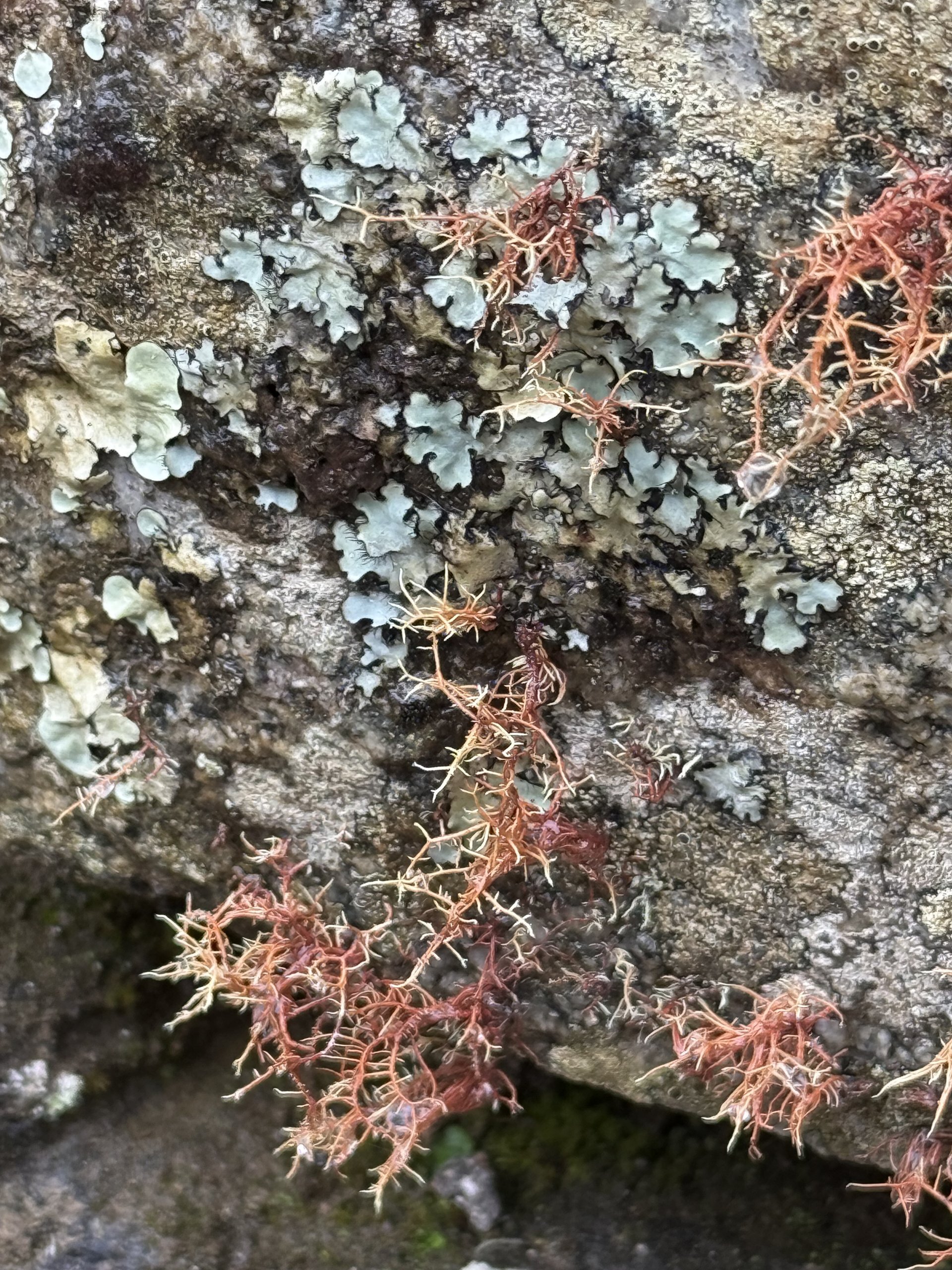 Flora and Fauna on the Inca Trail