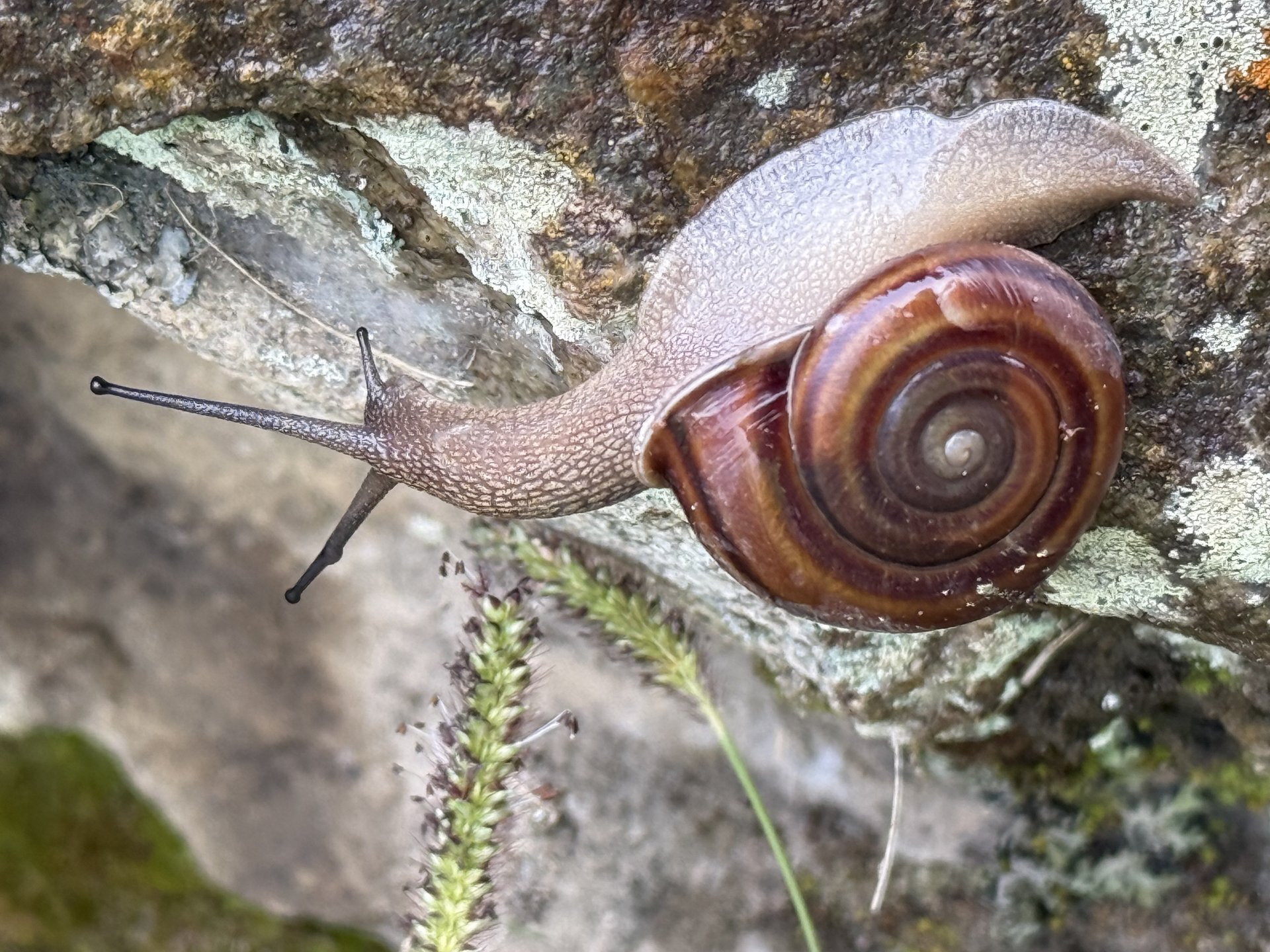 Flora and Fauna on the Inca Trail