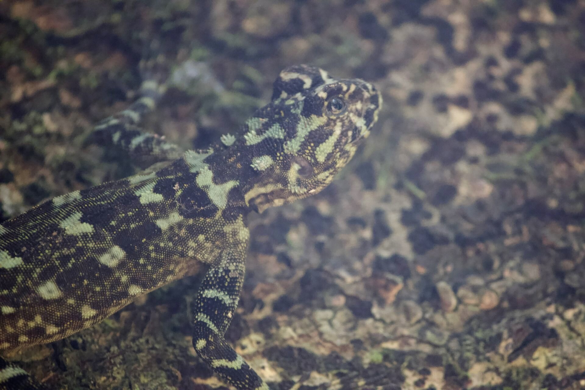 Lizard