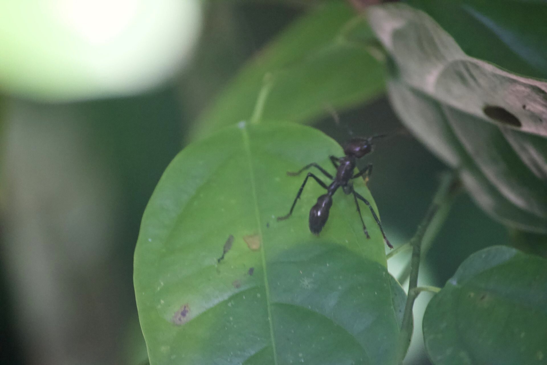Bullet Ant