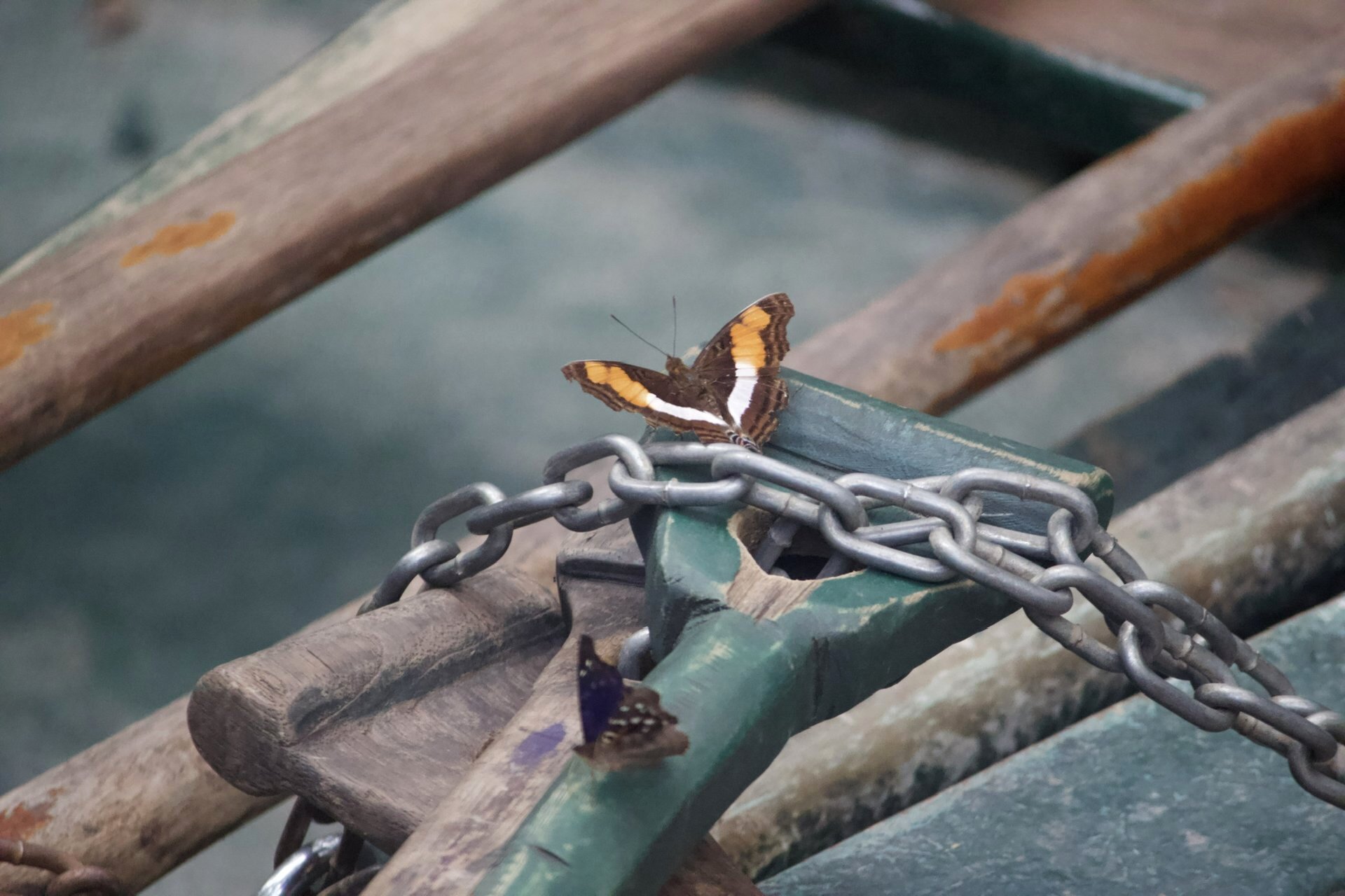 Butterflies