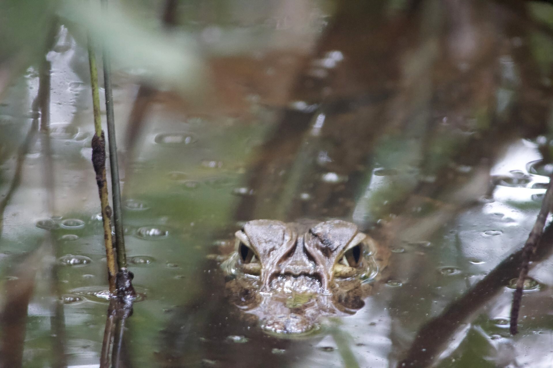 Caiman