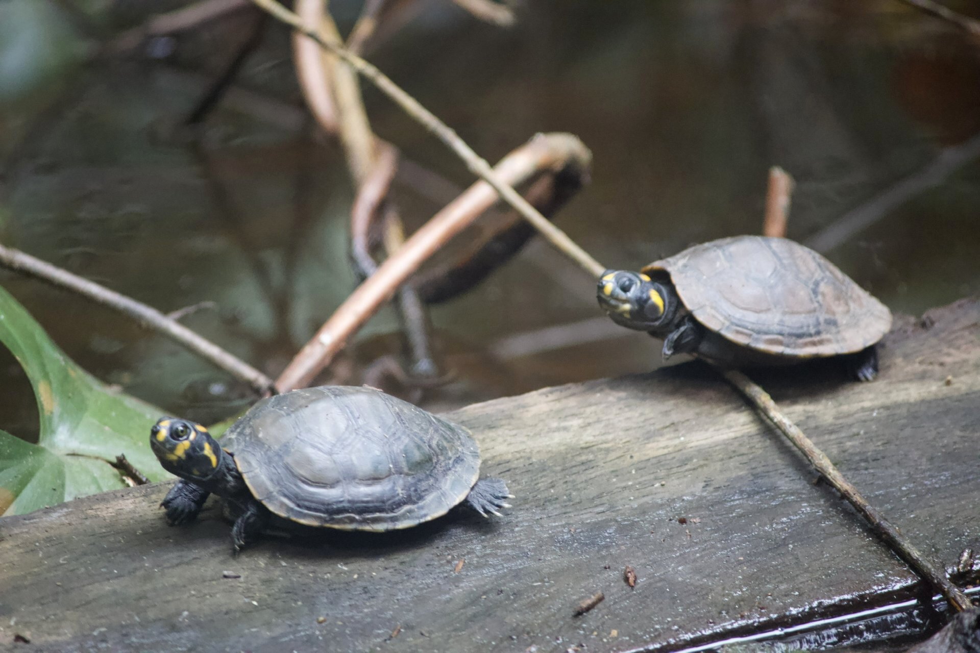 Turts. Baby turts.