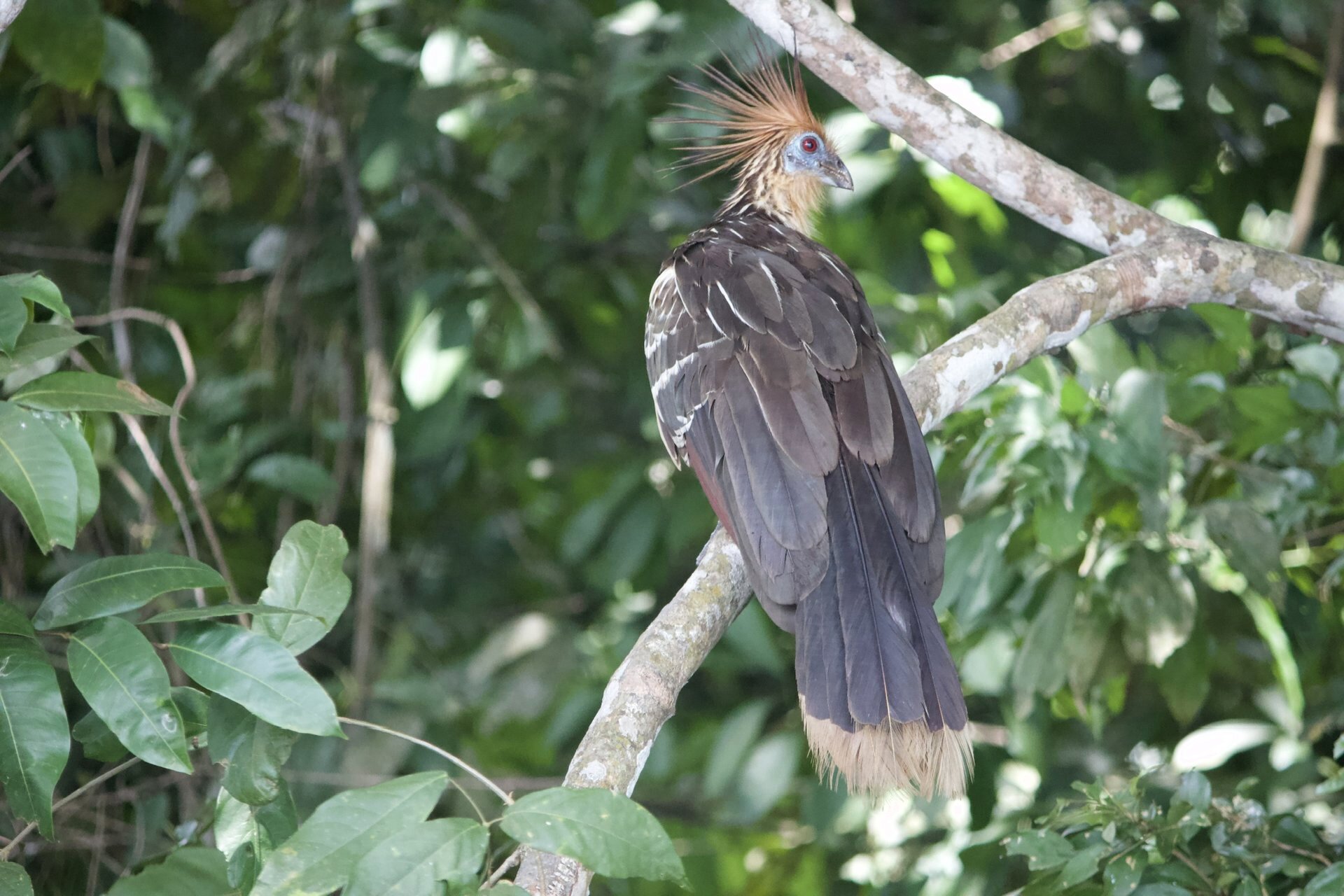 The Hoazin / Stink Bird / Shansho