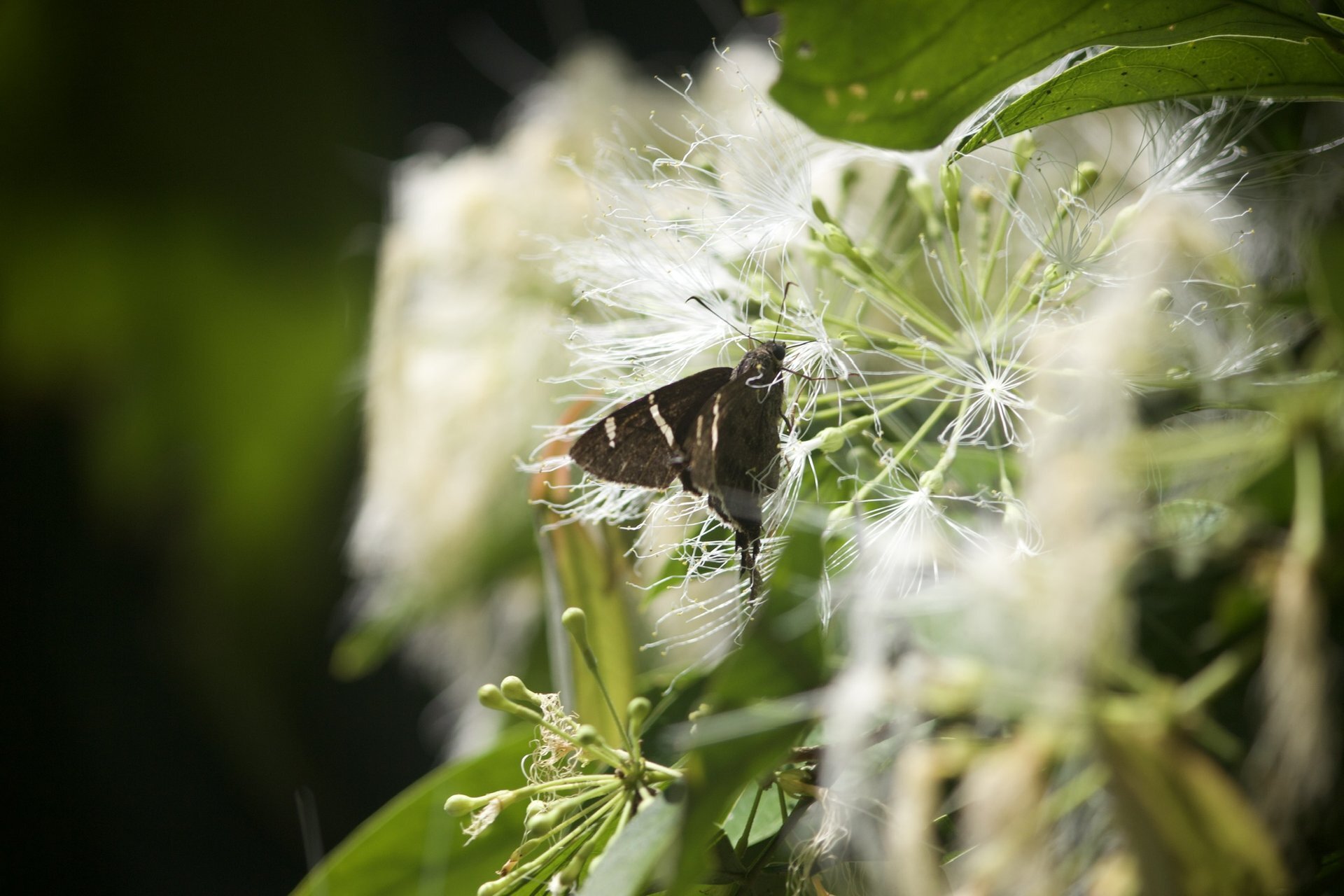 Butterfly paradise