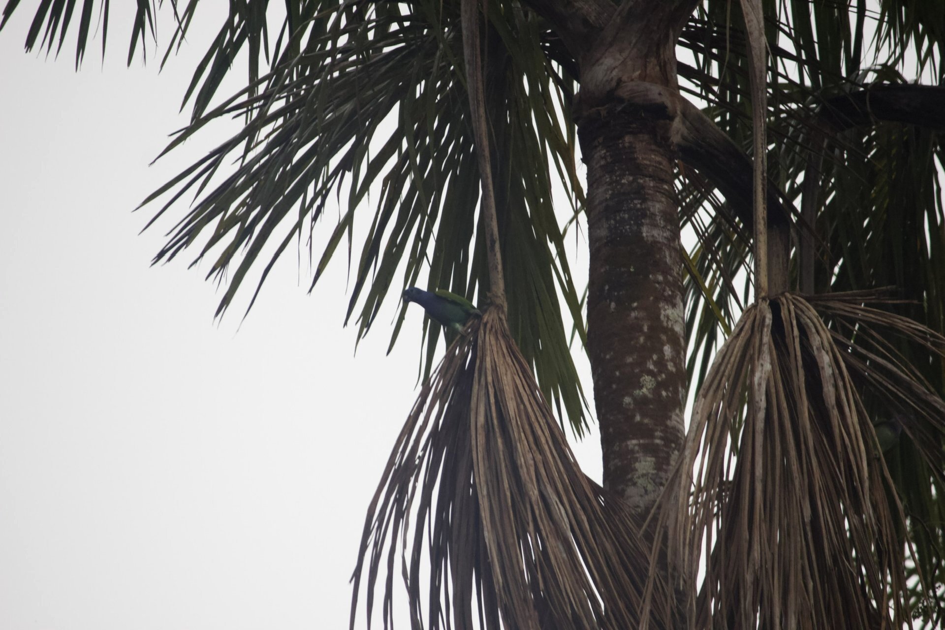 Cheeky Parrot
