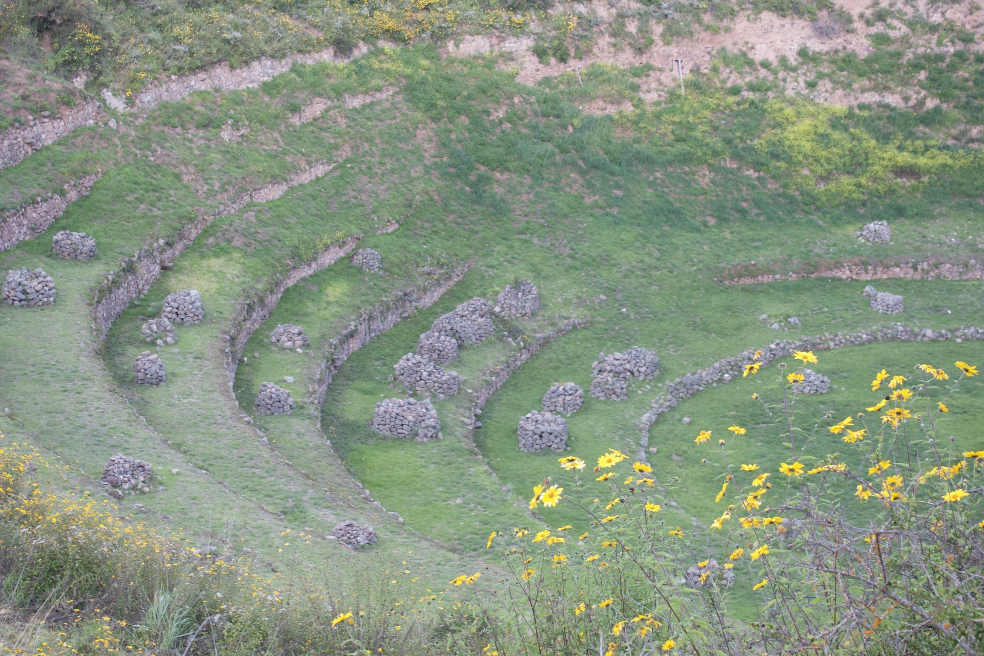 More Moray Terraces