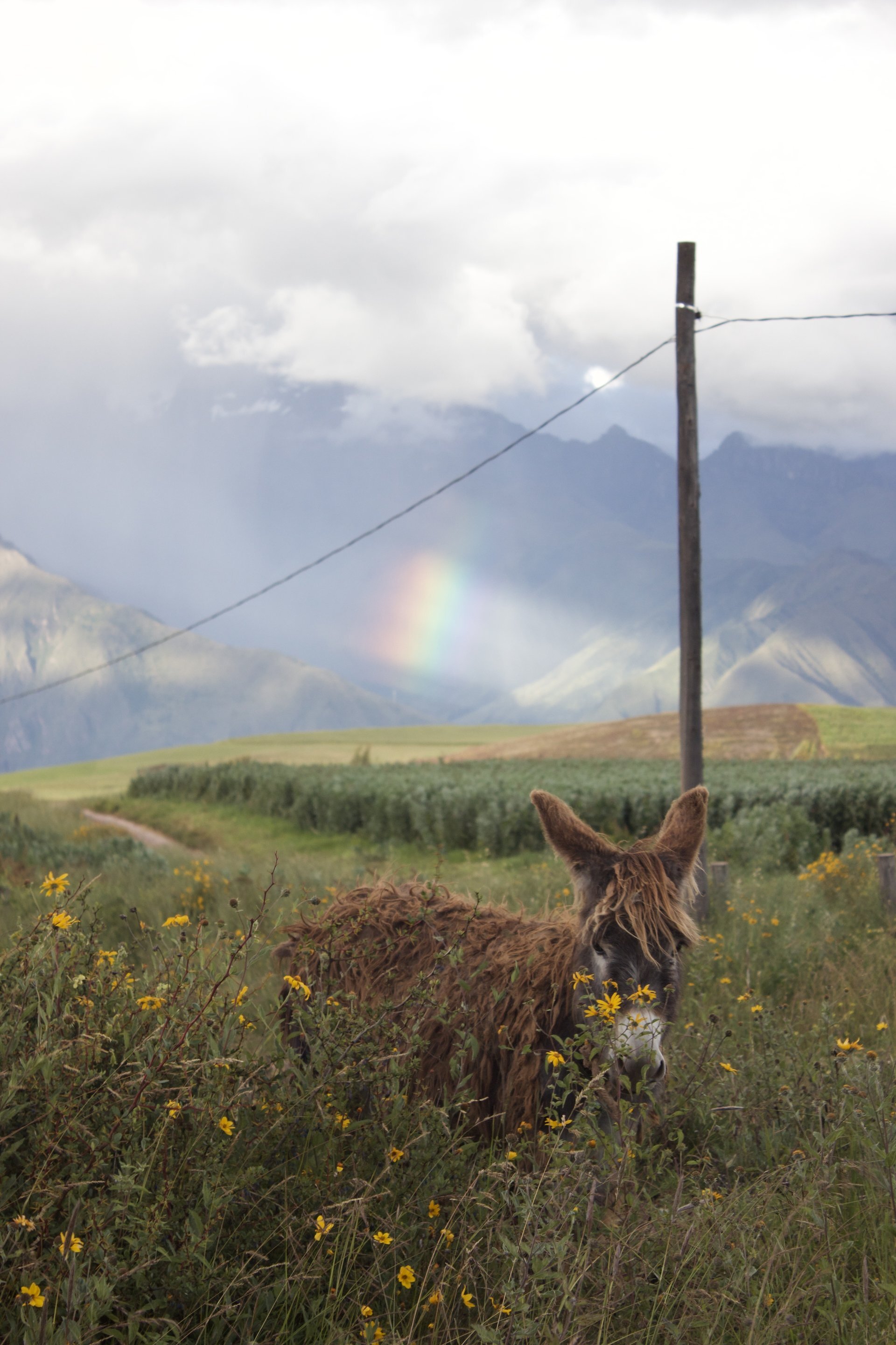 Just The Donkey