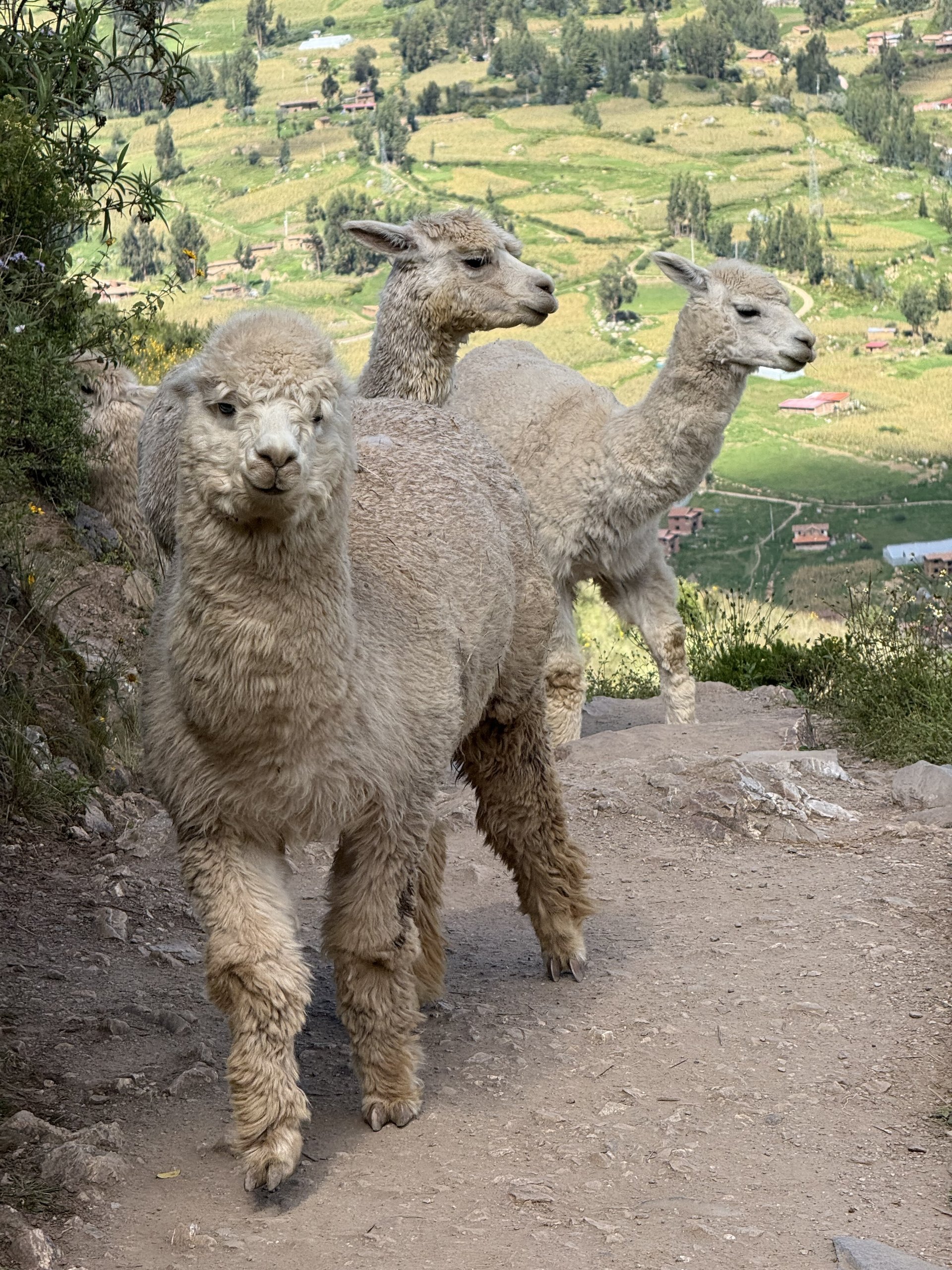 Pisac Cuties