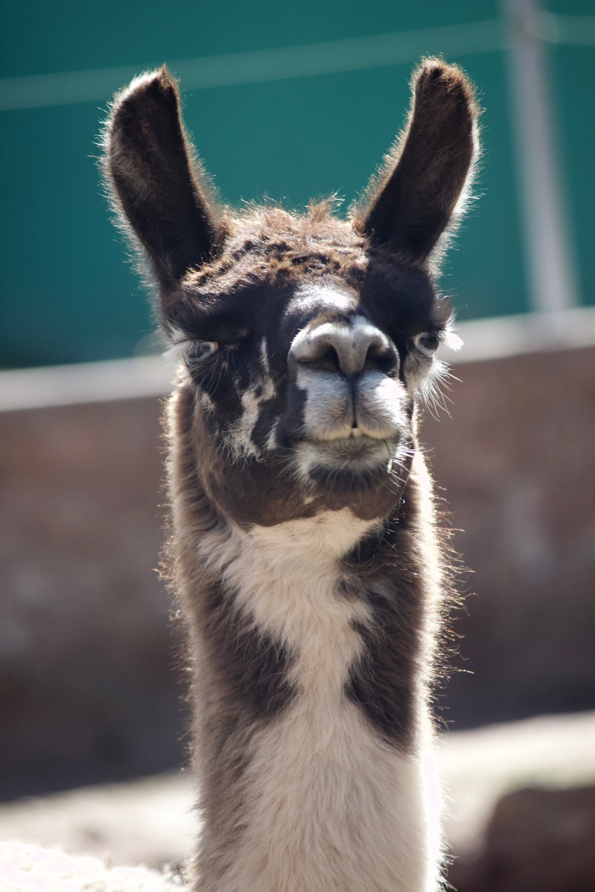 Cochahuasi Animal Sanctuary Resident Llama or Alpaca - still unclear