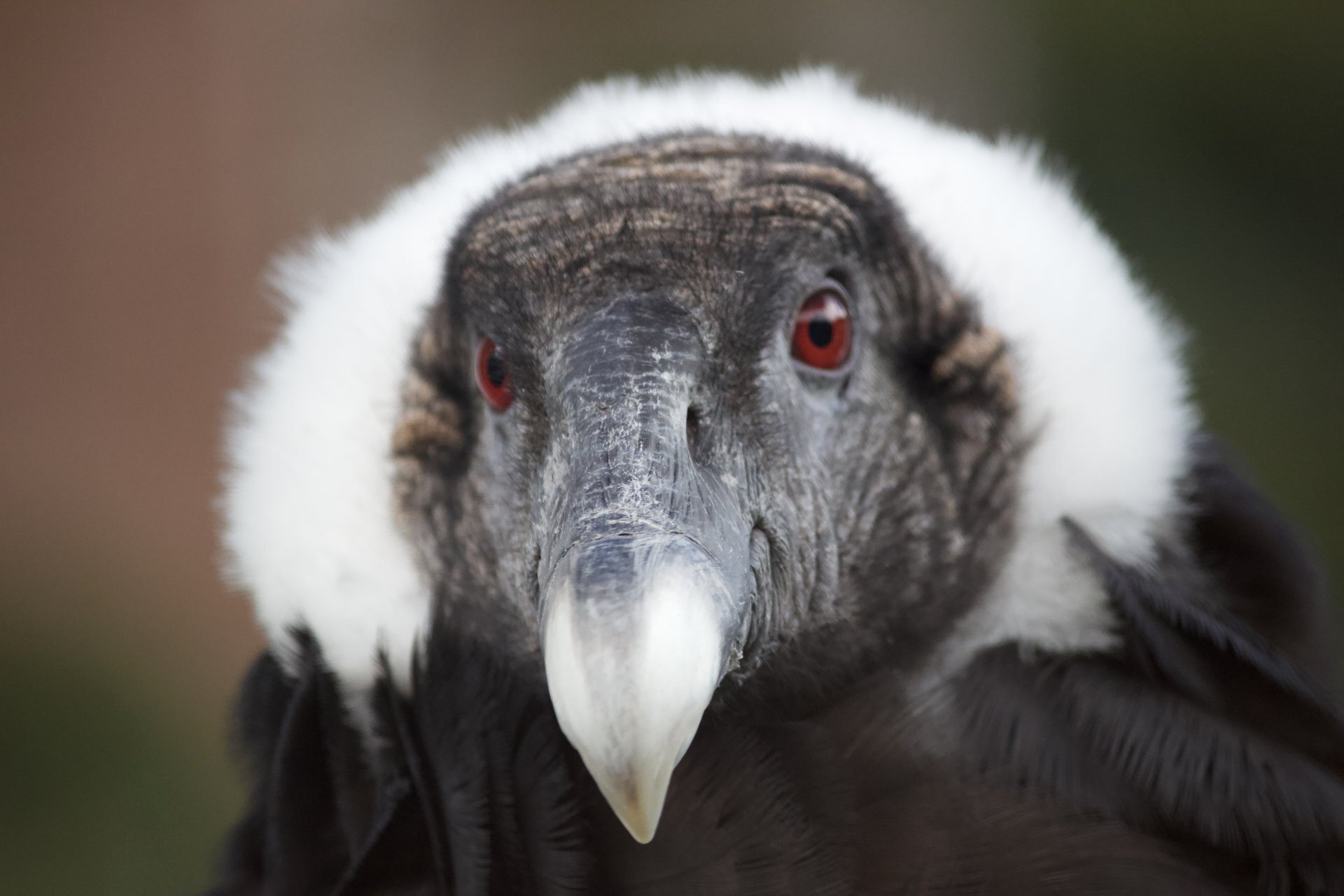 Cochahuasi Animal Sanctuary Resident Condor again