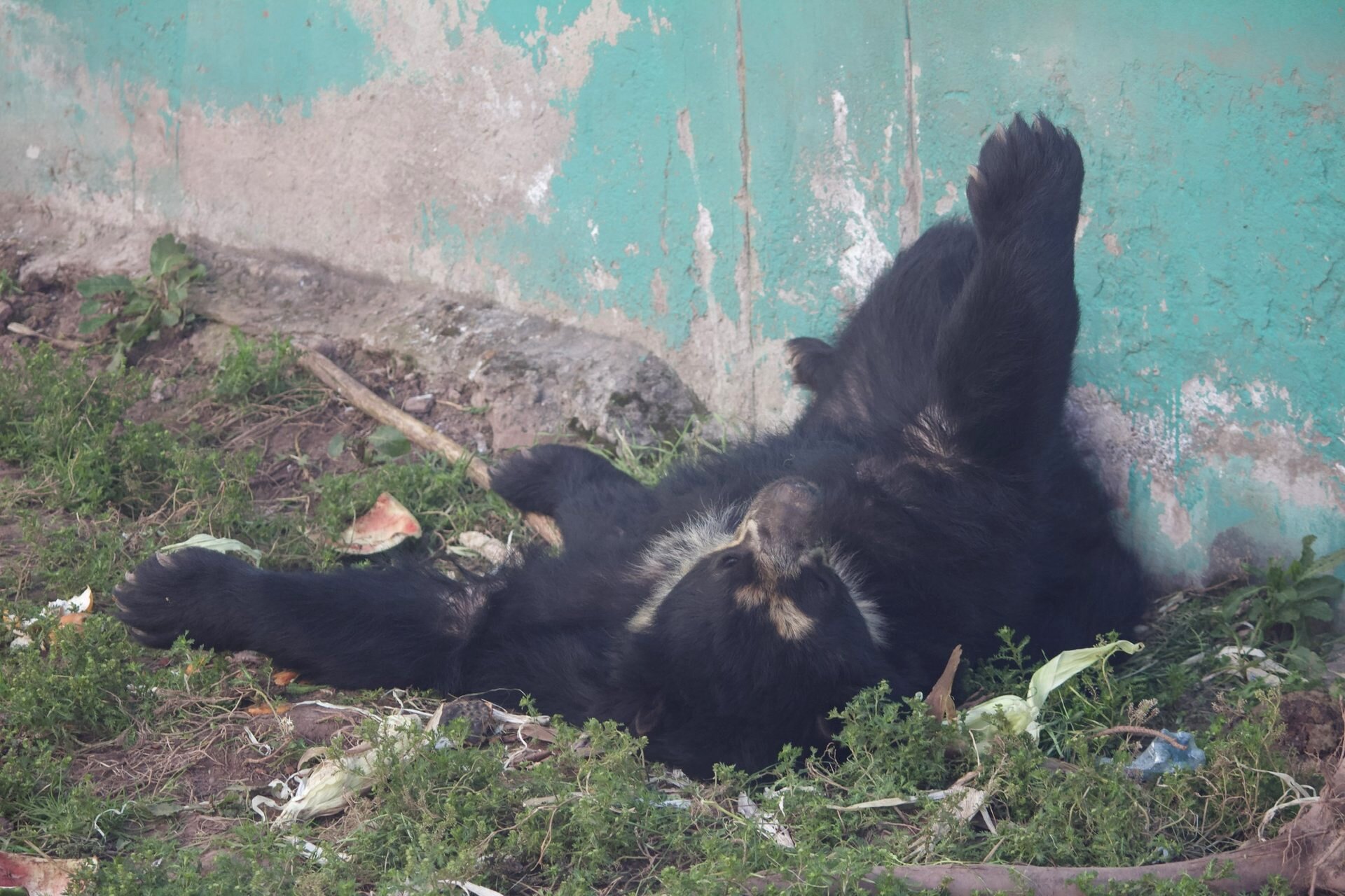Cochahuasi Animal Sanctuary Resident Spectacled Bear